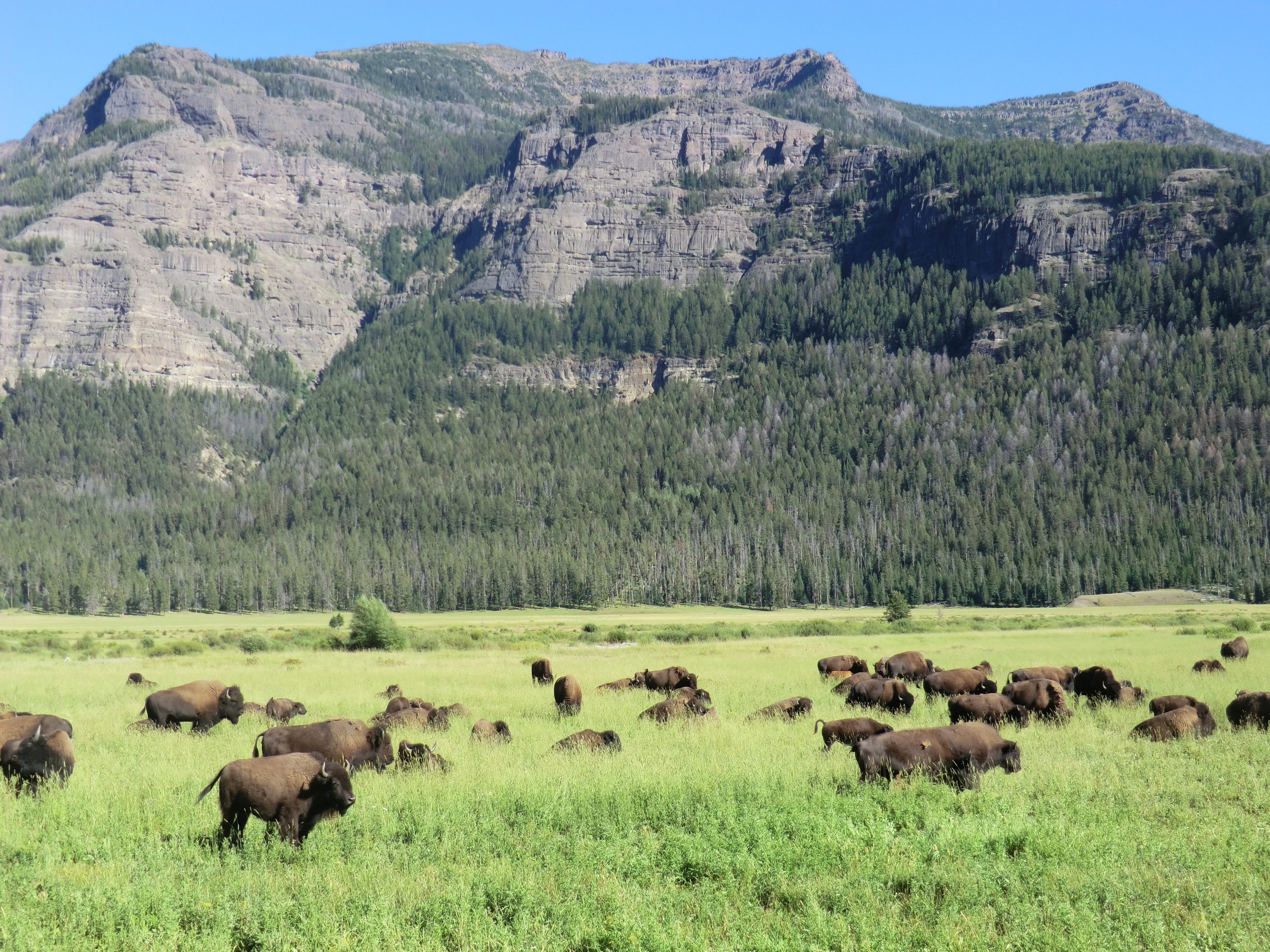 Yellowstone – Bisons